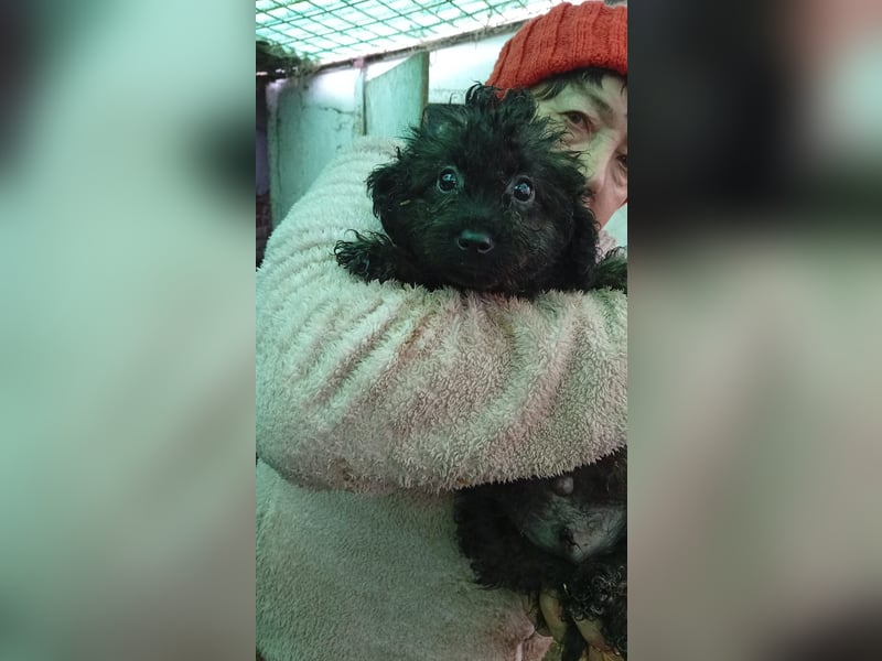 Vici, süßer, verspielter Pudelwelpenjunge geb. 2025