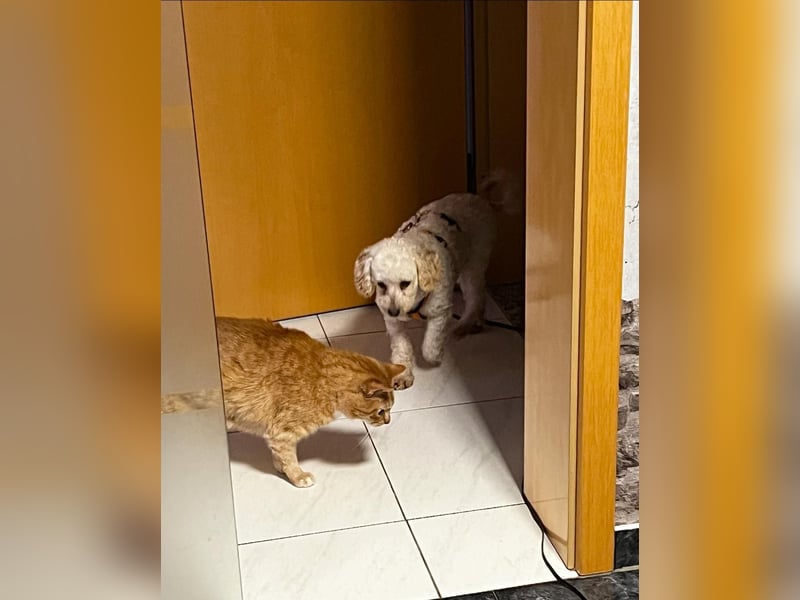 Zsak, schüchternes Pudelmädchen geb. 2020