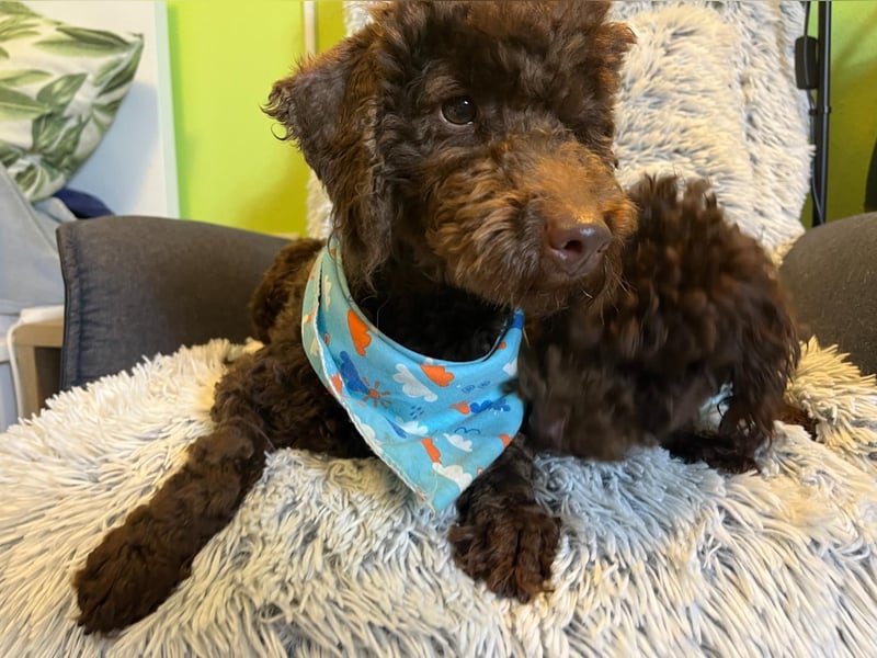 Balu, gut gelaunter Pudelrüde geb. 2024