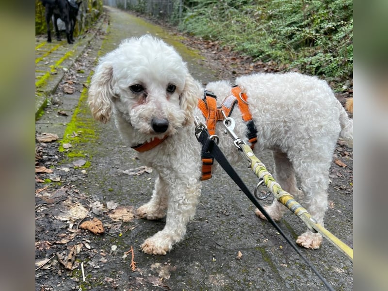 Zsak, schüchternes Pudelmädchen geb. 2020