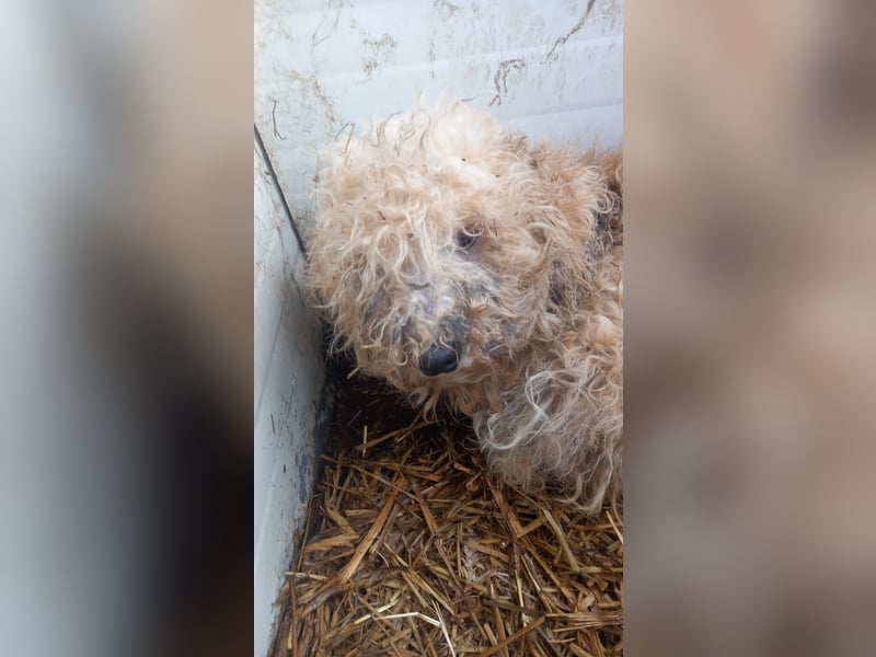 Szilva, liebes Pudelmädchen geb. 2023