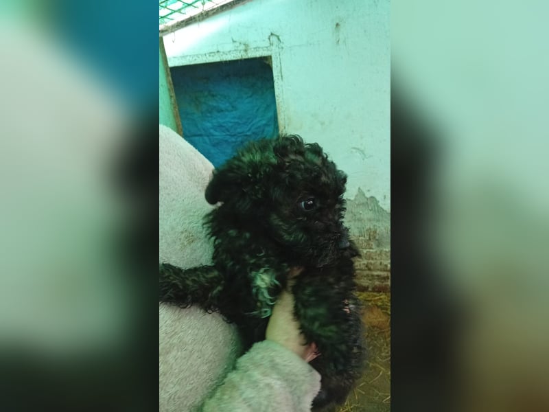 Vidi, süßer, verspielter Pudelwelpenjunge geb. 2025