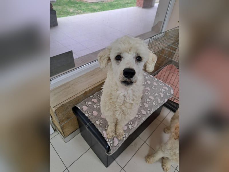 Converse, lieber Pudeljunge geb. 2023