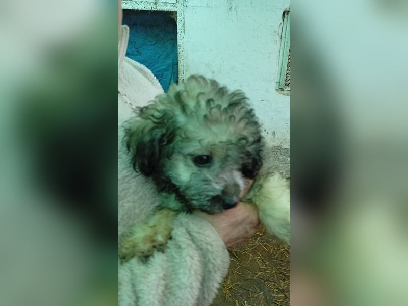 Veni, süßes Pudelwelpenmädchen geb. 2025