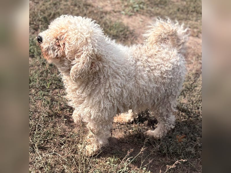 Lili, offene, freundliche Pudel Hündin geb. 10/2019