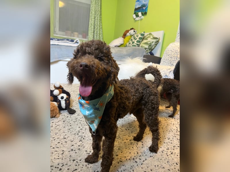 Balu, gut gelaunter Pudelrüde geb. 2024