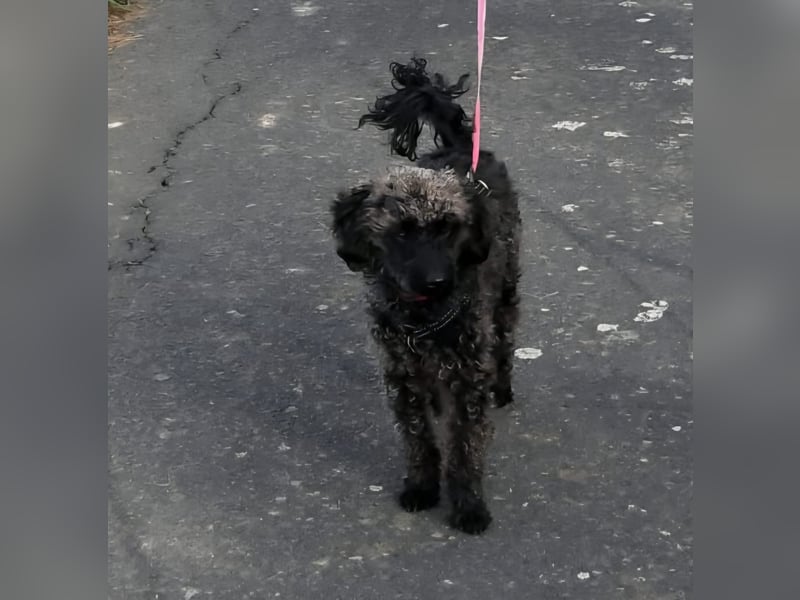 Paca, (liebevoll Pia genannt ) süßes Pudelmädchen geb. 2025