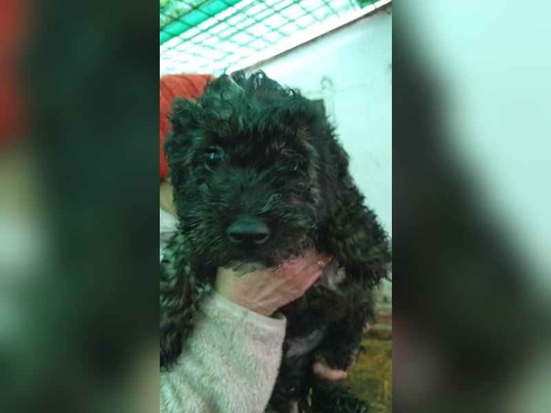 Vidi, süßer, verspielter Pudelwelpenjunge geb. 2025