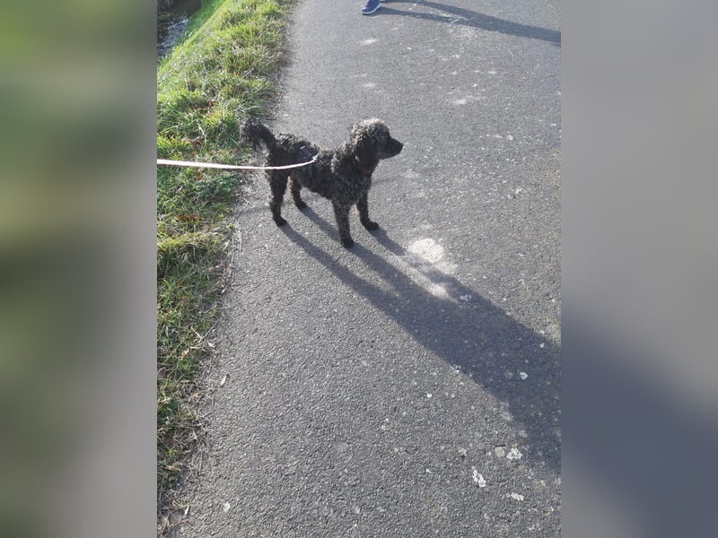 Paca, (liebevoll Pia genannt ) süßes Pudelmädchen geb. 2025