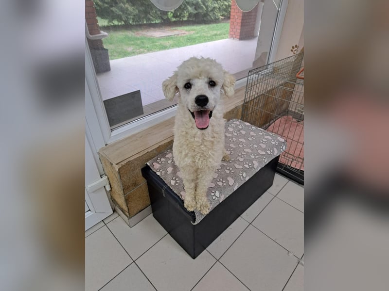 Converse, lieber Pudeljunge geb. 2023