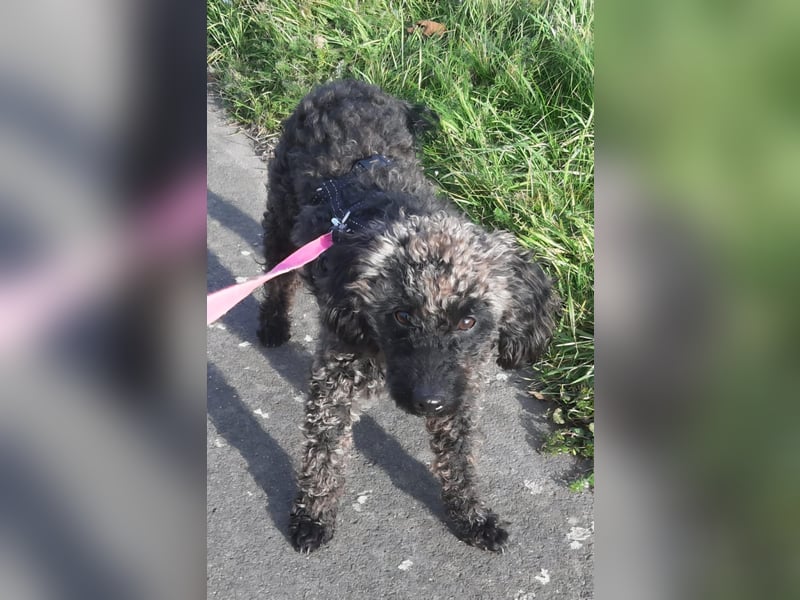 Paca, (liebevoll Pia genannt ) süßes Pudelmädchen geb. 2025