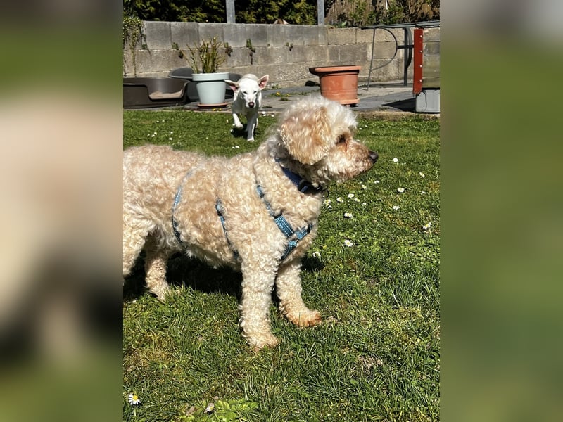 Eta, kleine Pudel Dame geb. 2017