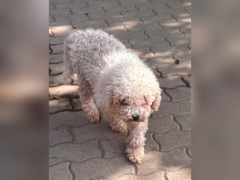 Lili, offene, freundliche Pudel Hündin geb. 10/2019