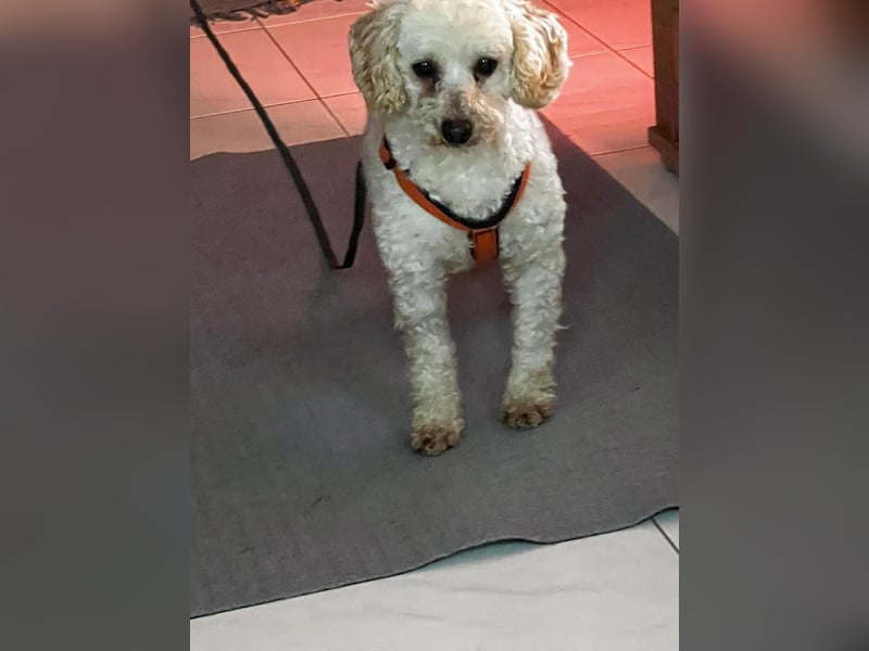 Zsak, schüchternes Pudelmädchen geb. 2020