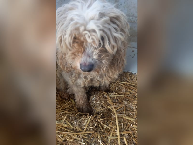 Gizi, liebes Pudelmädchen geb. 2018
