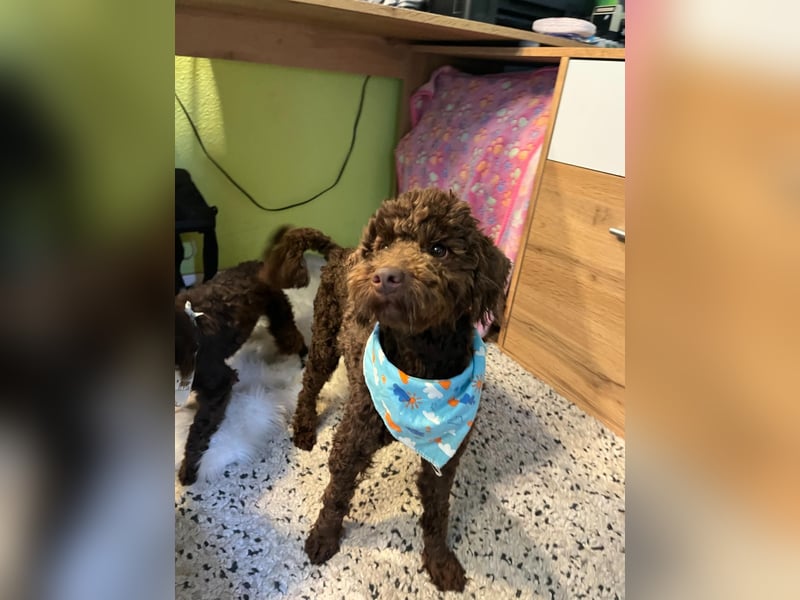 Balu, gut gelaunter Pudelrüde geb. 2024