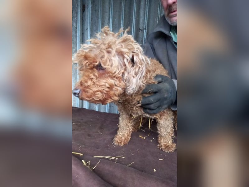 Nyuszö, liebes Pudelmädchen geb. 2022