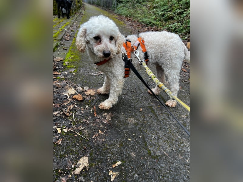 Zsak, schüchternes Pudelmädchen geb. 2020