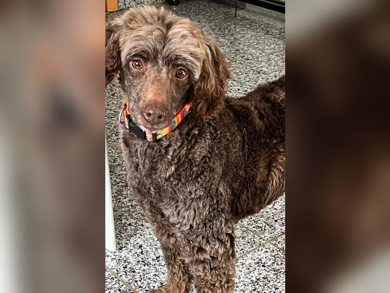 Ziva, katzenfreundliches, liebes Pudelmädchen geb. 2020