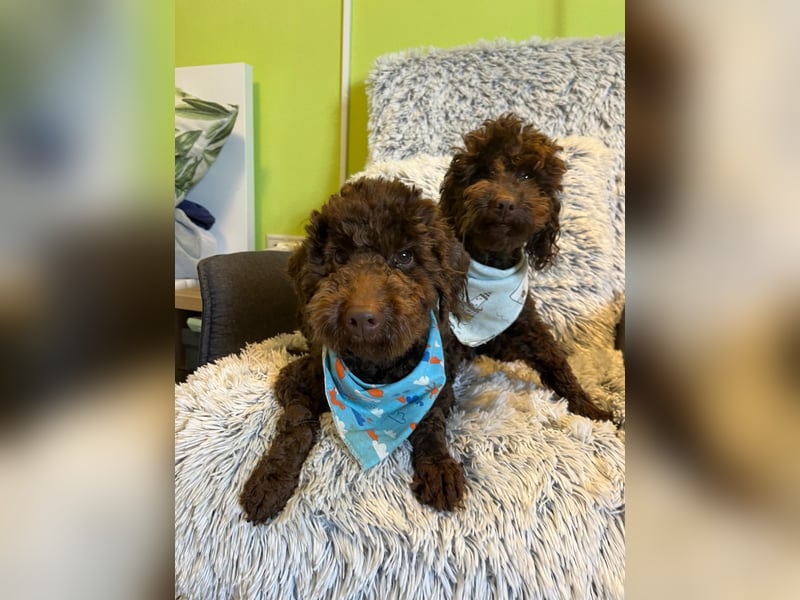 Balu, gut gelaunter Pudelrüde geb. 2024