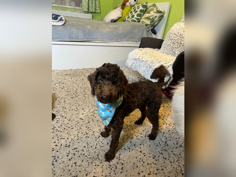 Balu, gut gelaunter Pudelrüde geb. 2024