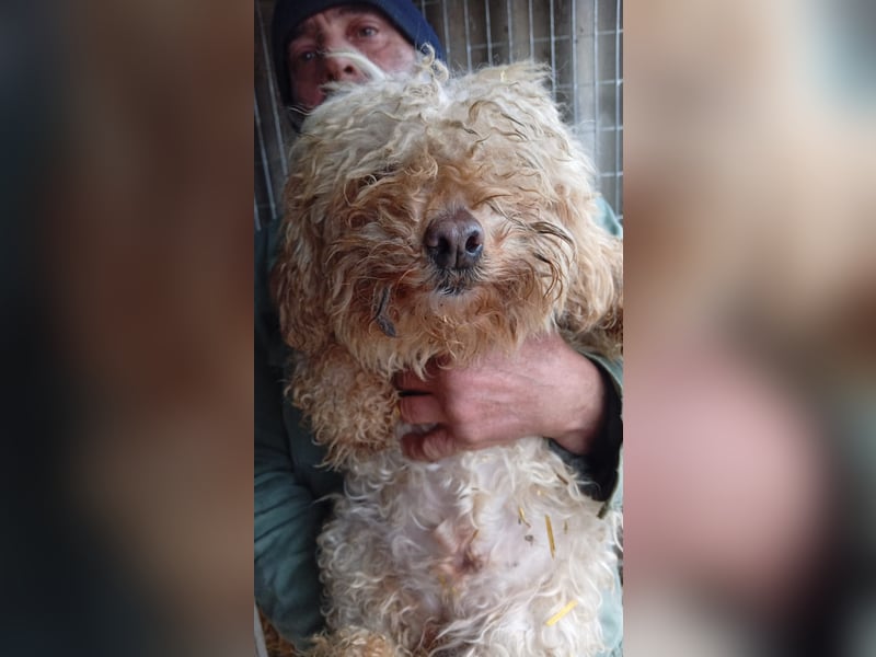 Eta, kleine Pudel Dame geb. 2017