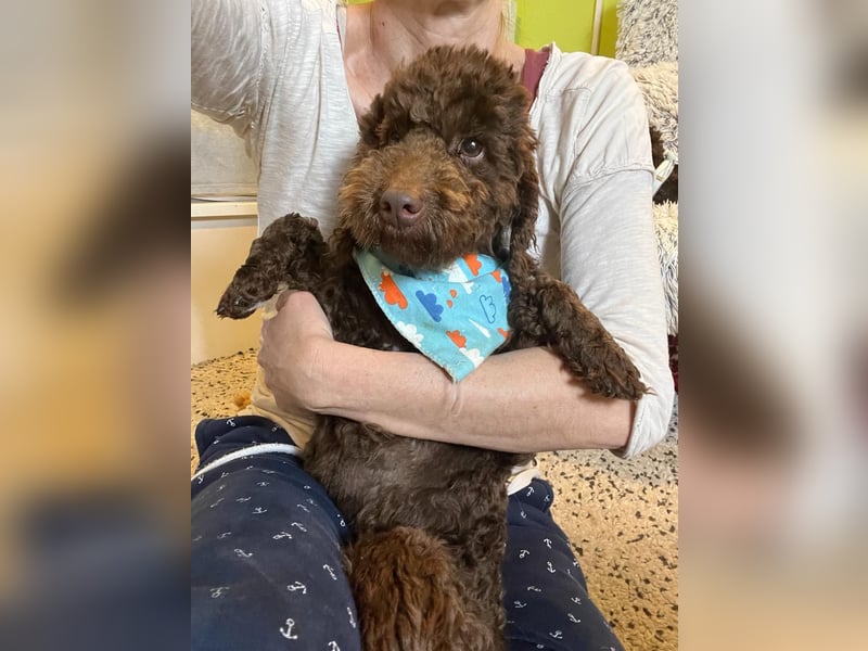 Balu, gut gelaunter Pudelrüde geb. 2024