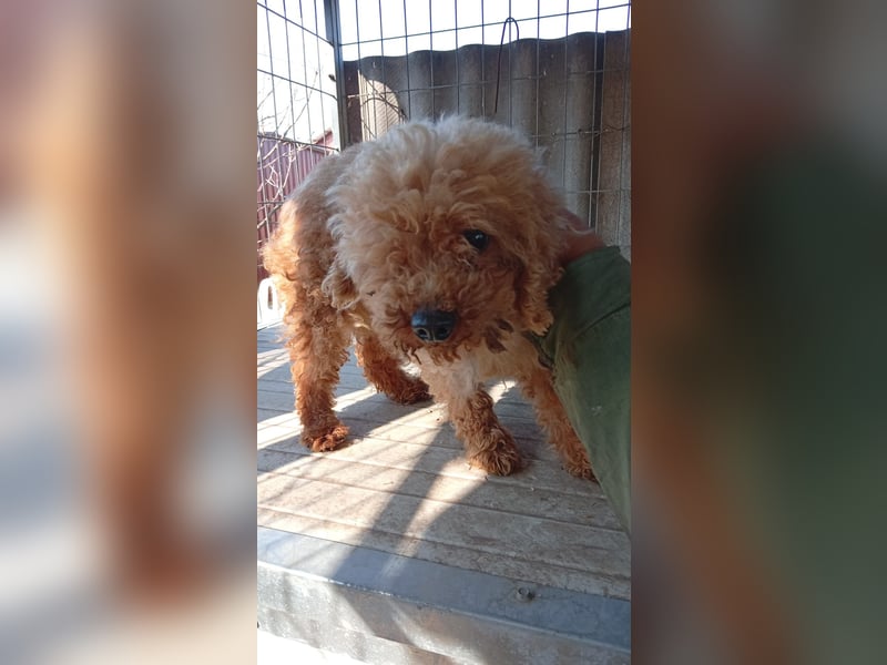 Vera, hübsche Pudeldame geb. 2019