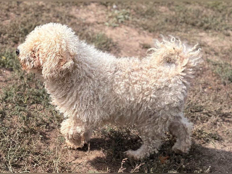 Lili, offene, freundliche Pudel Hündin geb. 10/2019