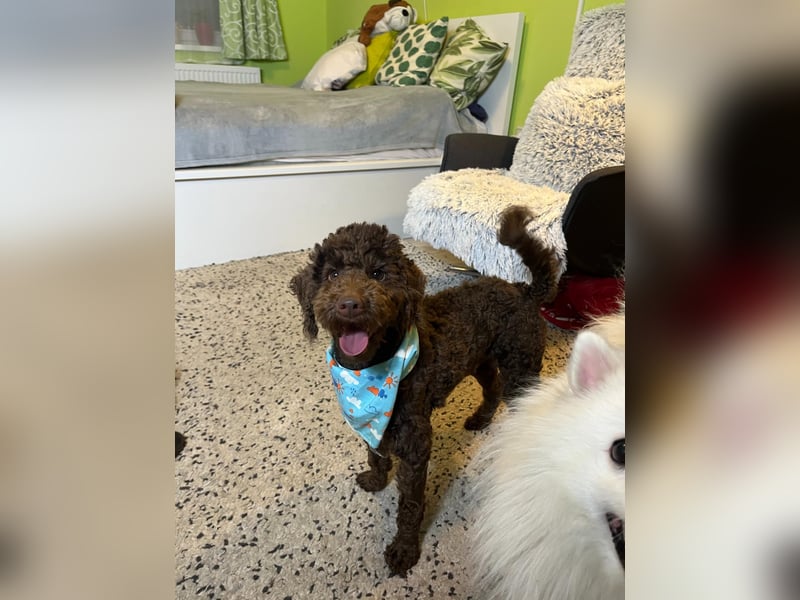 Balu, gut gelaunter Pudelrüde geb. 2024