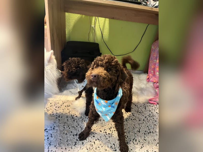 Balu, gut gelaunter Pudelrüde geb. 2024