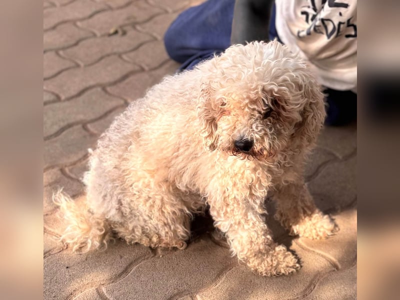 Lili, offene, freundliche Pudel Hündin geb. 10/2019