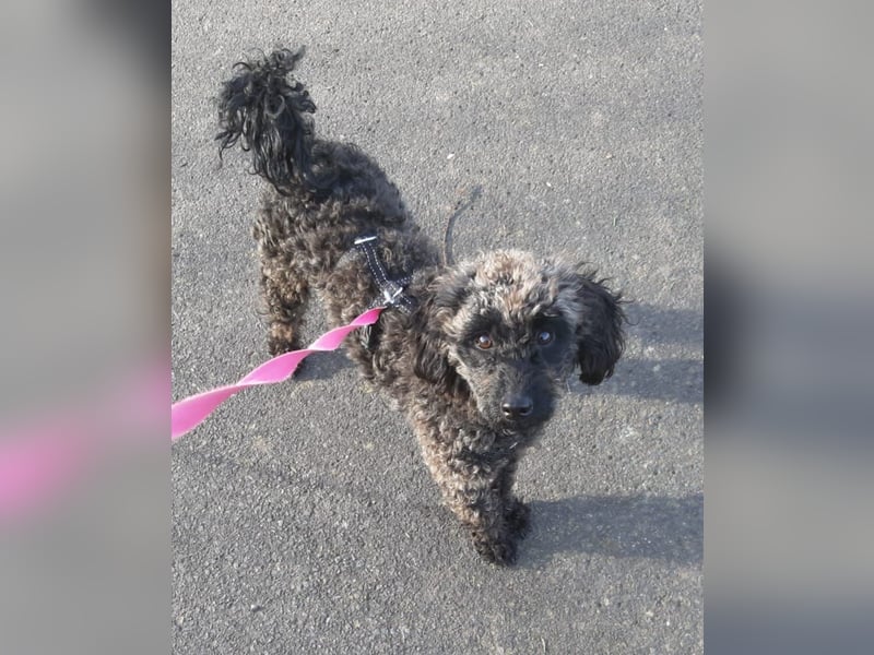 Paca, (liebevoll Pia genannt ) süßes Pudelmädchen geb. 2025