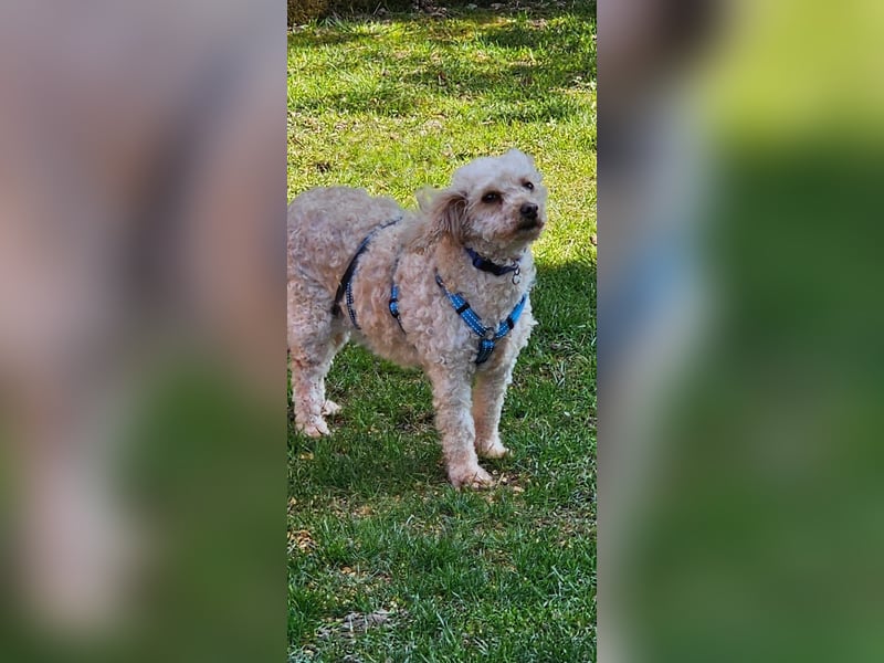 Eta, kleine Pudel Dame geb. 2017