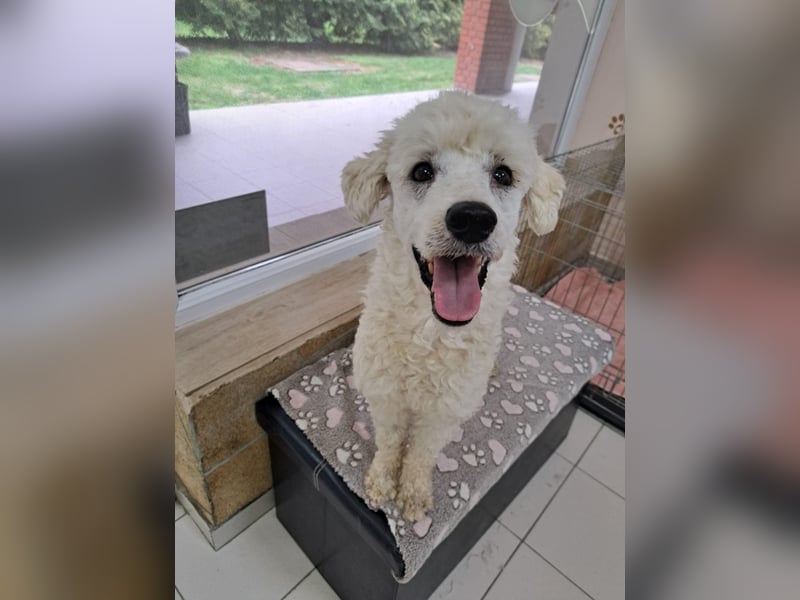 Converse, lieber Pudeljunge geb. 2023