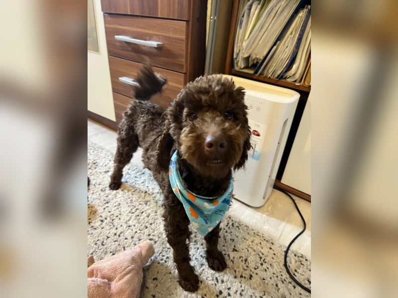 Balu, gut gelaunter Pudelrüde geb. 2024