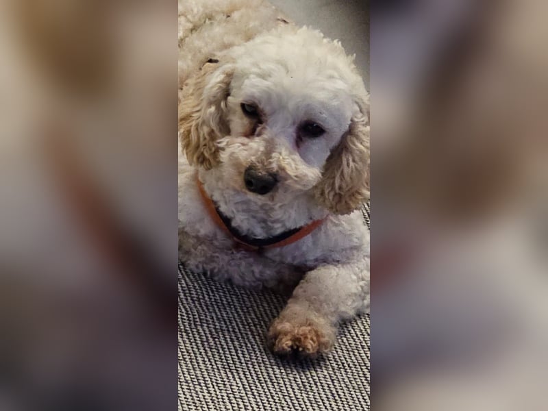 Zsak, schüchternes Pudelmädchen geb. 2020