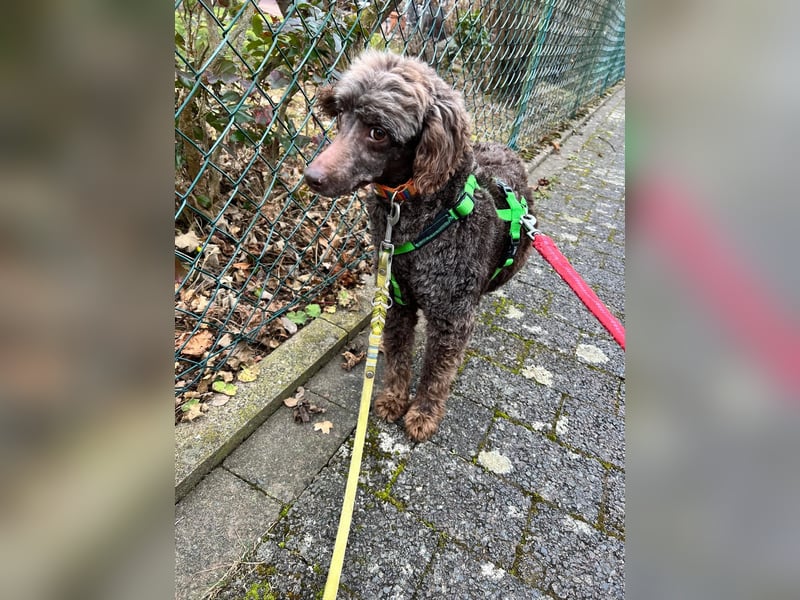 Ziva, katzenfreundliches, liebes Pudelmädchen geb. 2020