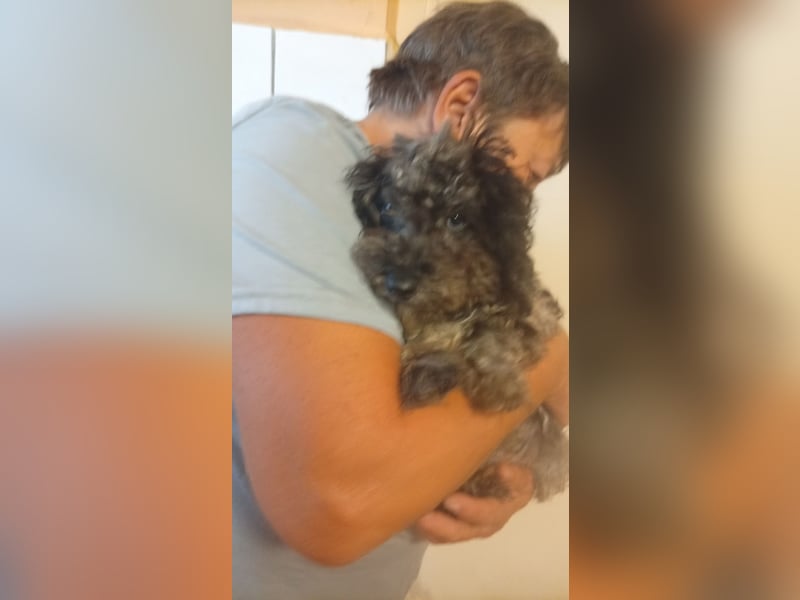 Puszi, süßer Pudelwelpe geb. 04/2026