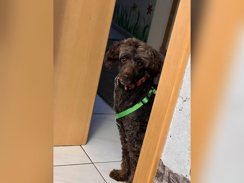 Ziva, katzenfreundliches, liebes Pudelmädchen geb. 2020