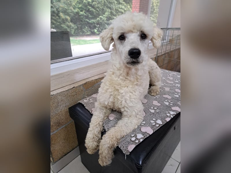 Converse, lieber Pudeljunge geb. 2023