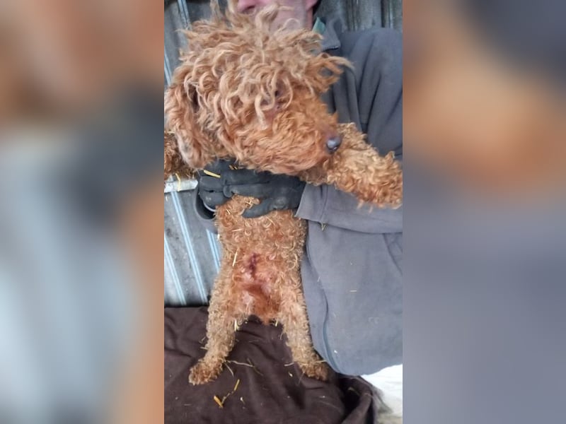 Nyuszö, liebes Pudelmädchen geb. 2022