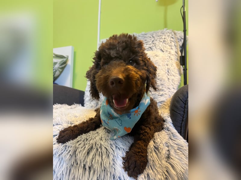 Balu, gut gelaunter Pudelrüde geb. 2024