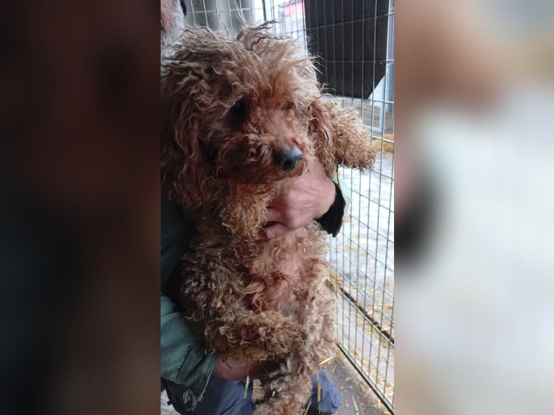 Lali, fruendlicher Pudel geb. 2018