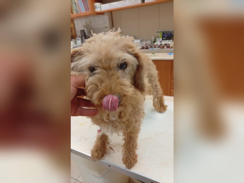 Mindy, liebe Pudelhündin geb. 06/2019