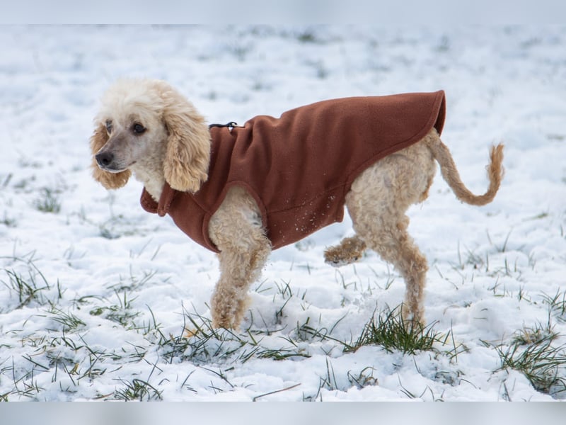 Gizi, liebes Pudelmädchen geb. 2018