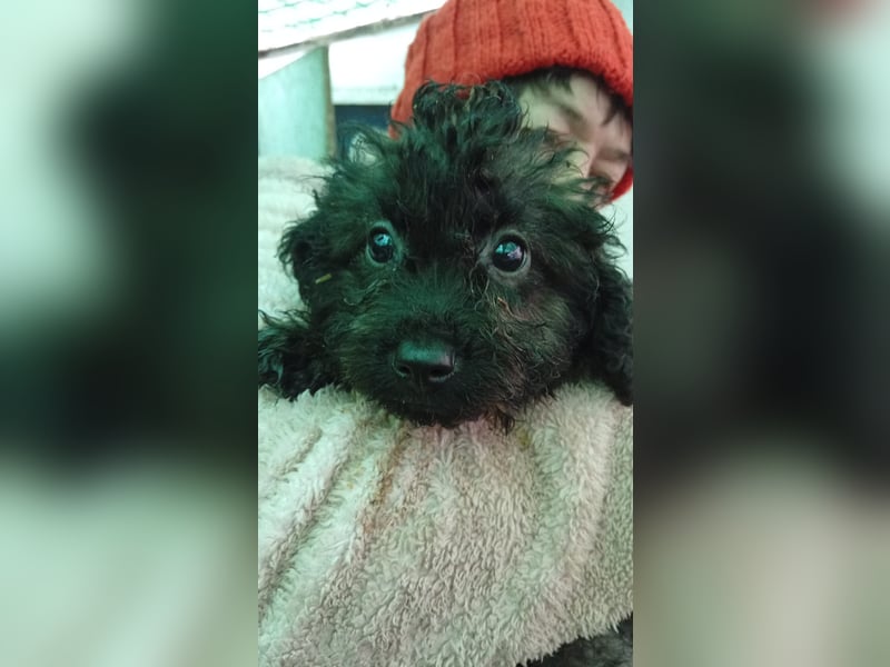 Vici, süßer, verspielter Pudelwelpenjunge geb. 2025