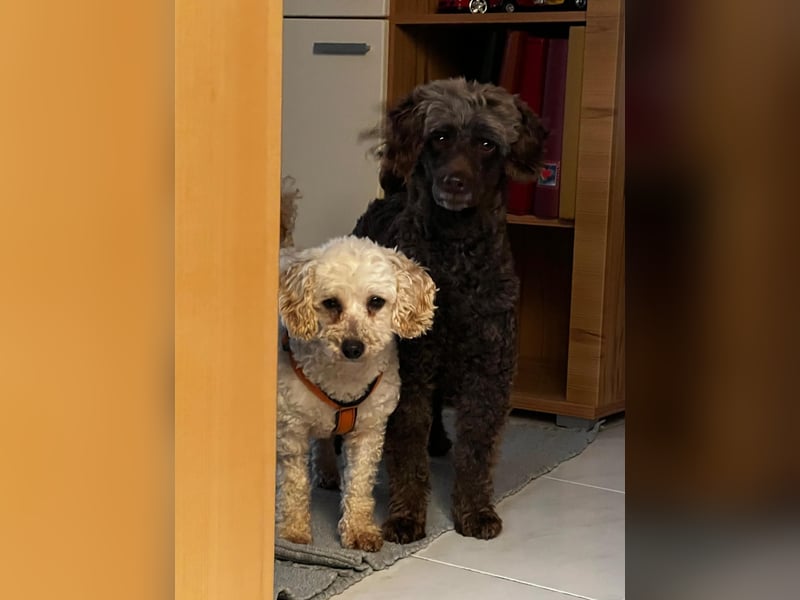 Zsak, schüchternes Pudelmädchen geb. 2020