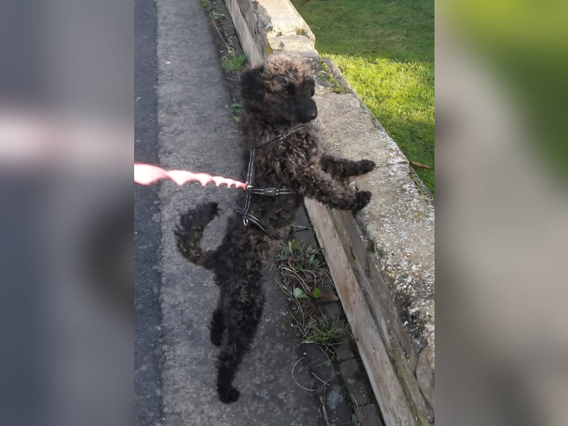 Paca, (liebevoll Pia genannt ) süßes Pudelmädchen geb. 2025