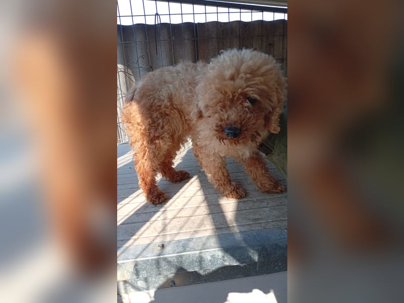 Vera, hübsche Pudeldame geb. 2019